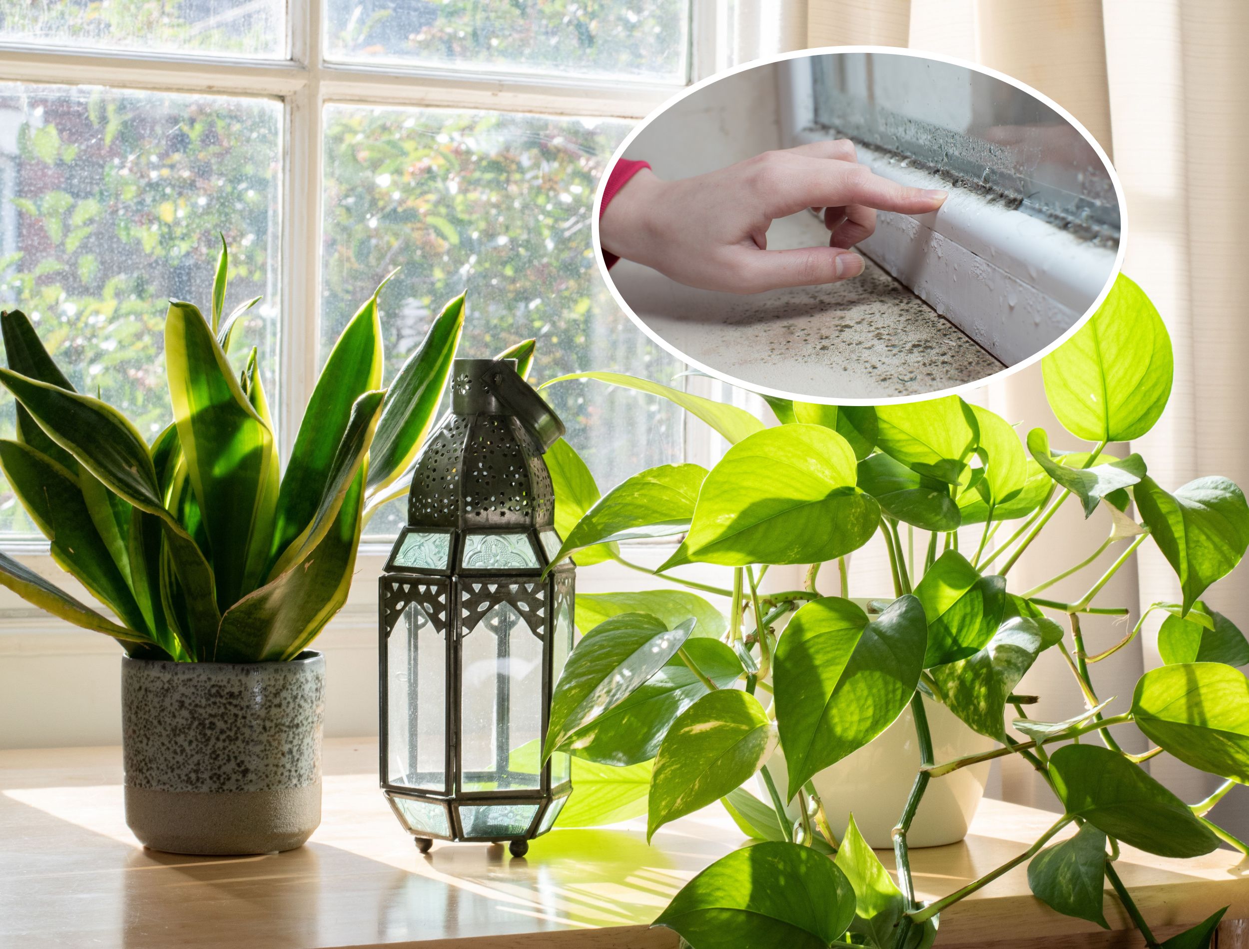 plants that rid your home of mold