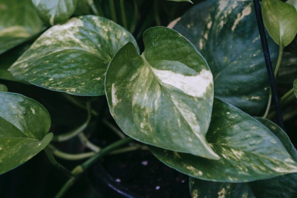 5 Reasons Your Satin Pothos Leaves Are Curling