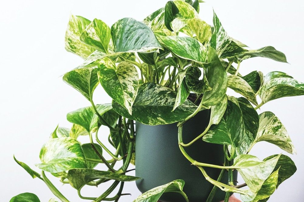 pothos plant in container