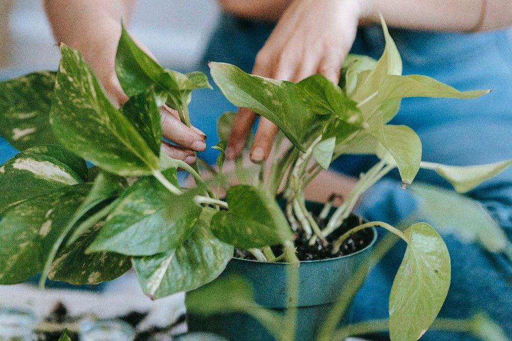 5 Reasons Your Satin Pothos Leaves Are Curling