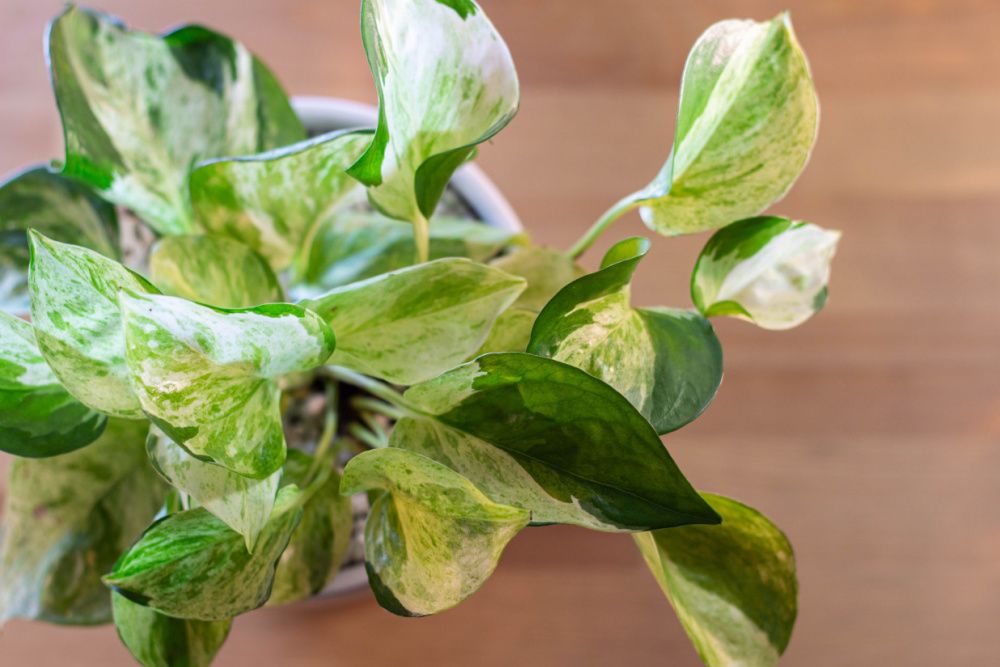 Manjula Pothos Grow And Care Guide