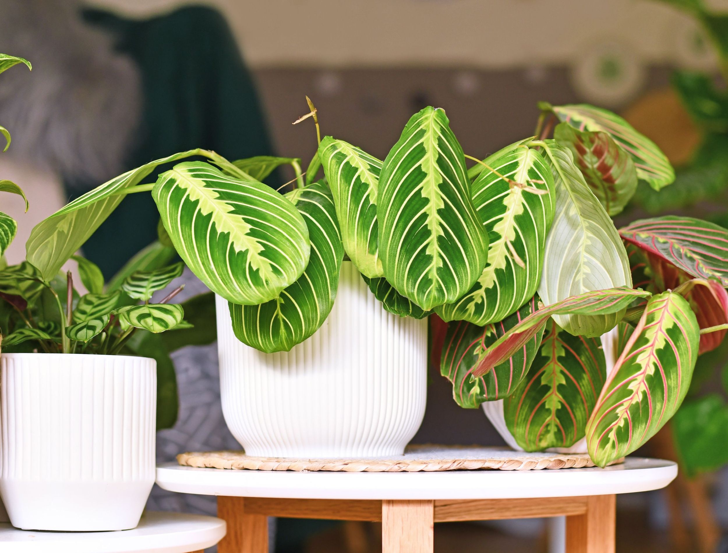 Why Prayer Plant Leaves Turn Yellow and What To Do