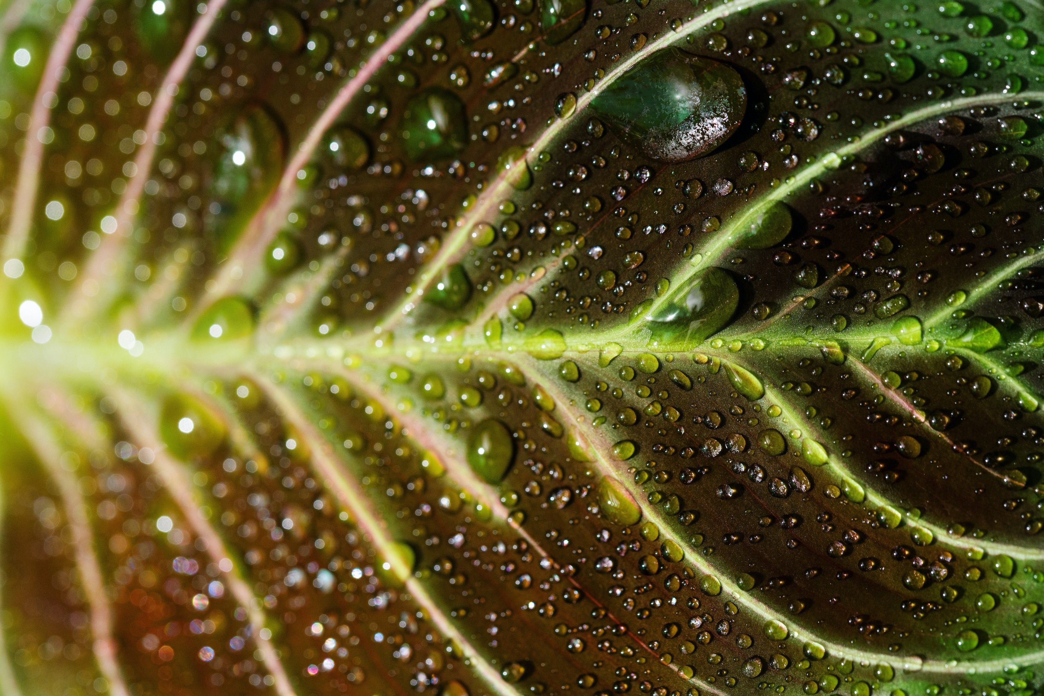 Why Prayer Plant Leaves Turn Yellow and What To Do