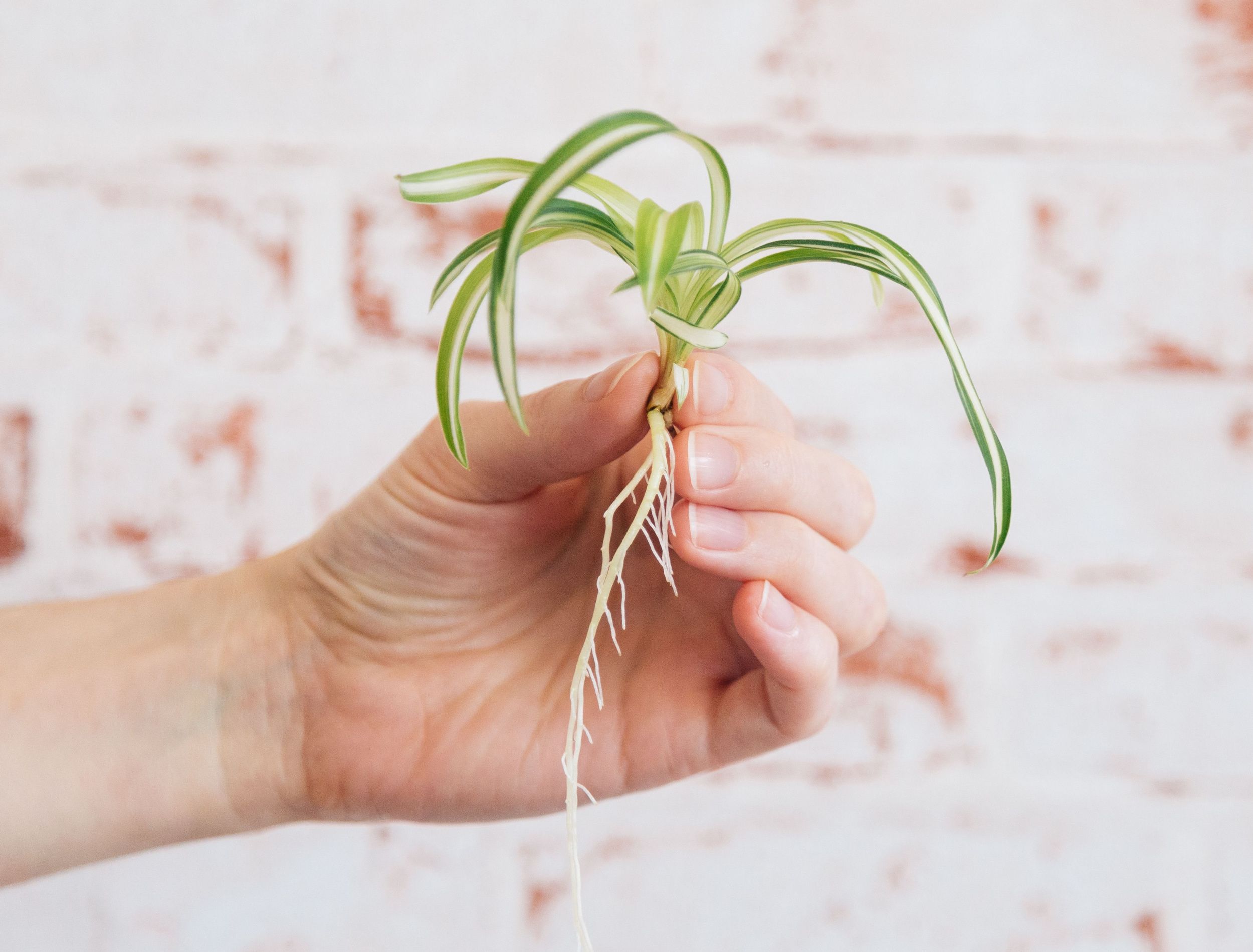 How To Propagate A Spider Plant Using 4 Successful Techniques