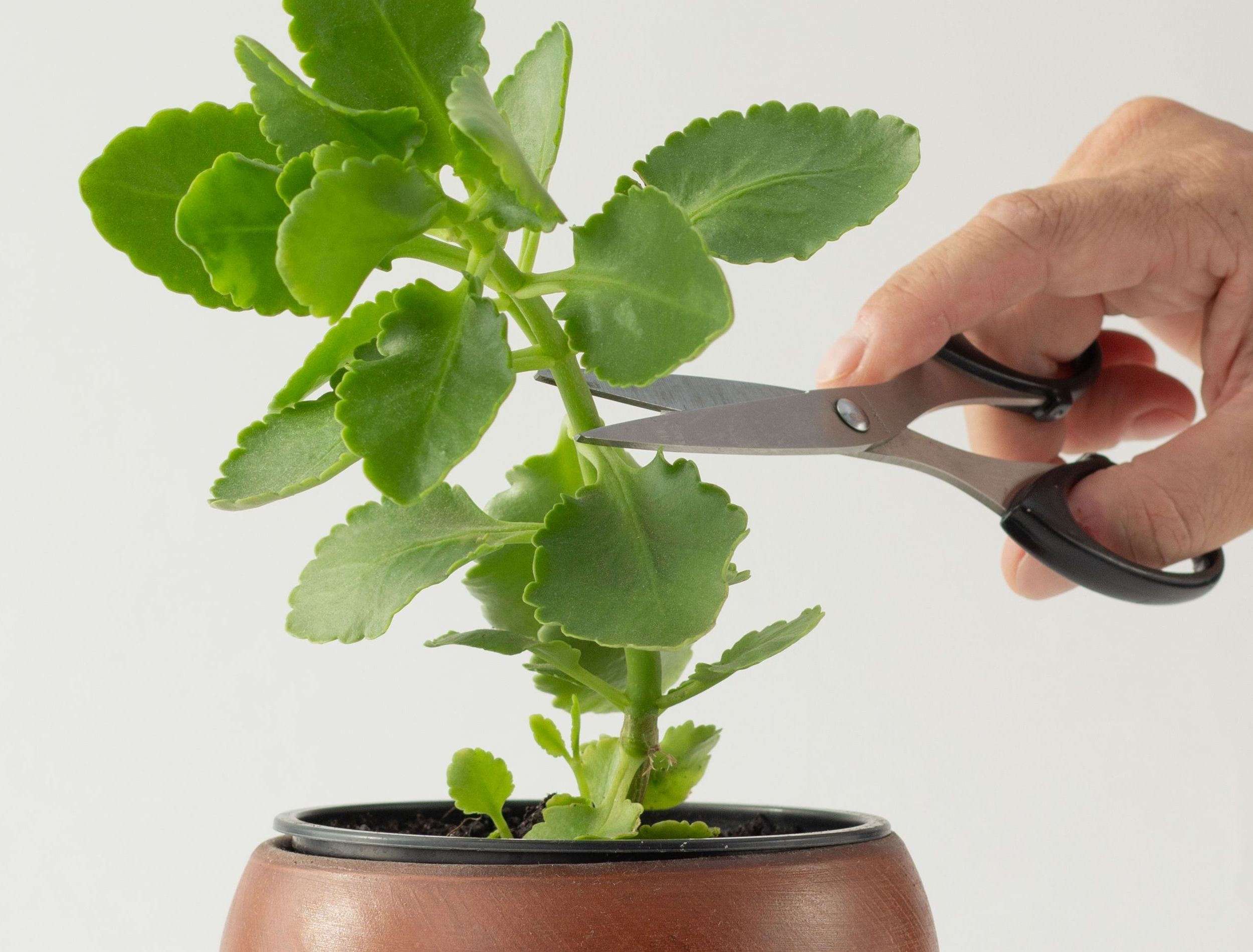 8 Reasons Your Kalanchoe Is Leggy