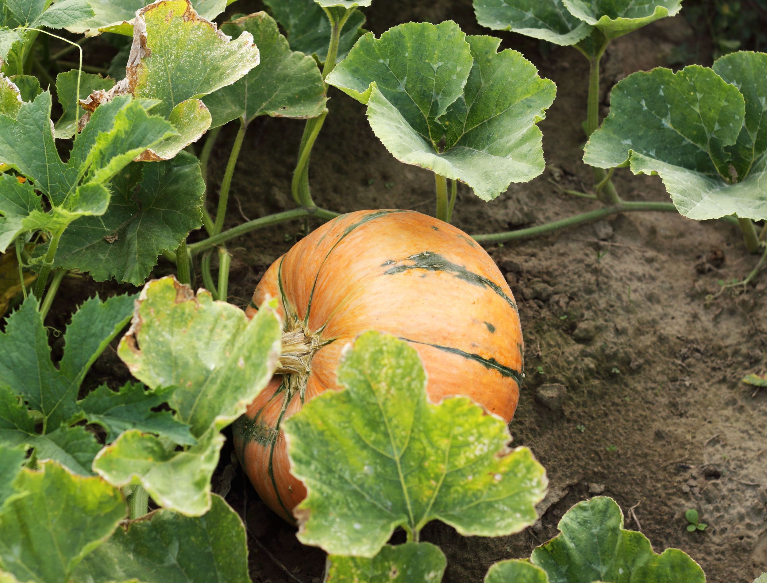 Should You Bury Pumpkin Vines?