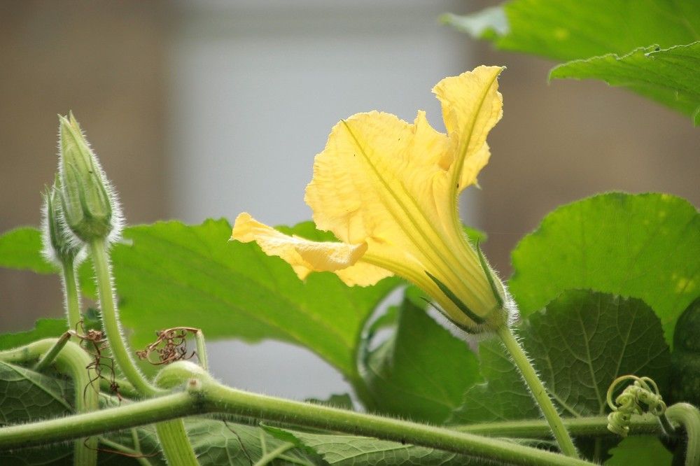 Should You Bury Pumpkin Vines?
