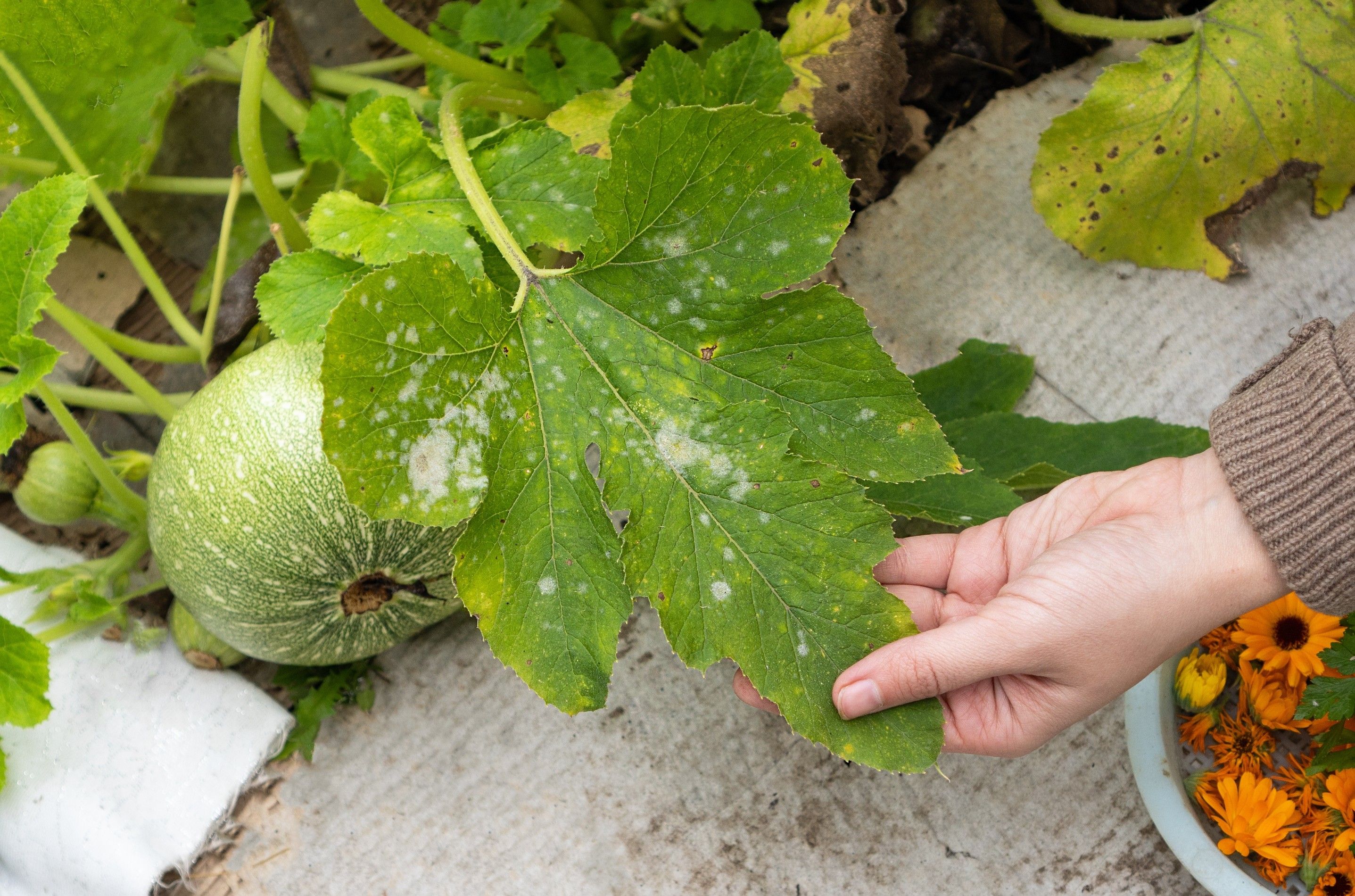 4 Common Pumpkin Diseases That Kill Your Plant
