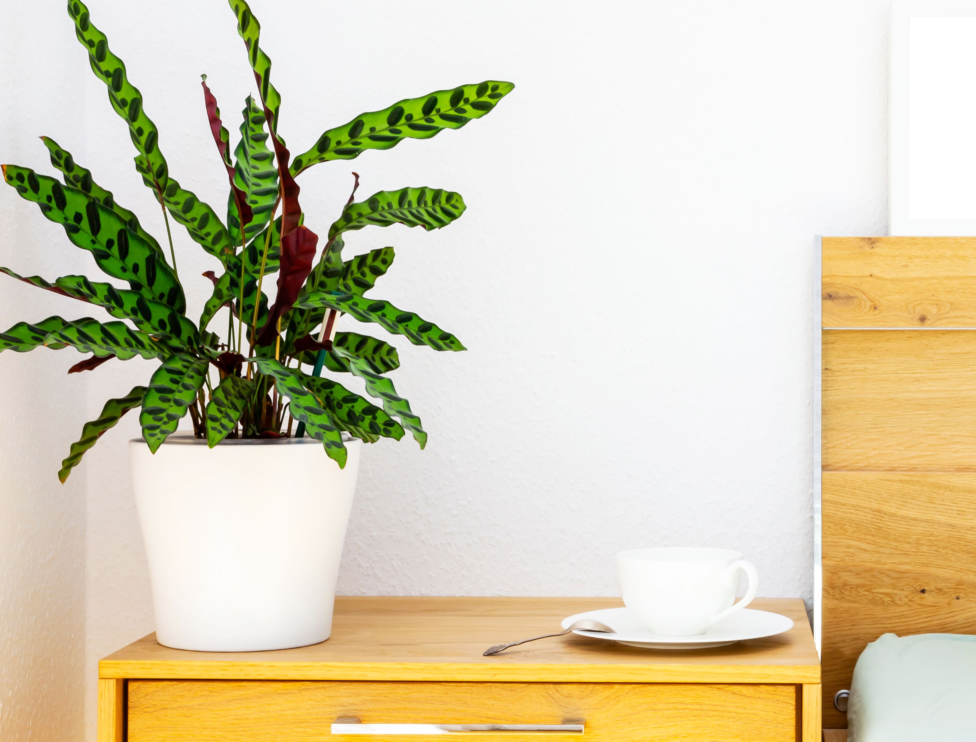 Propagate Your Rattlesnake Plant By Root Division in 4 Easy Steps