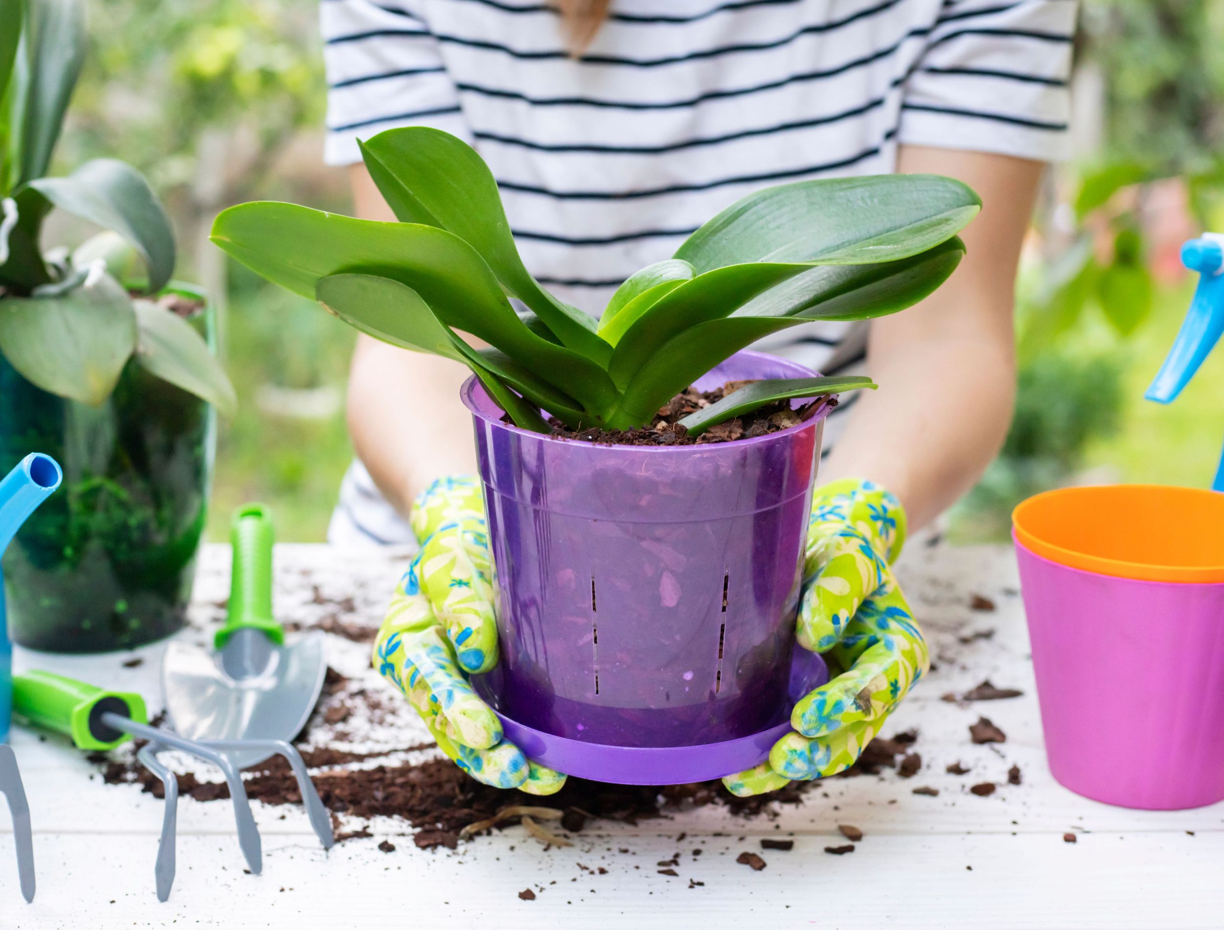 repotting orchid