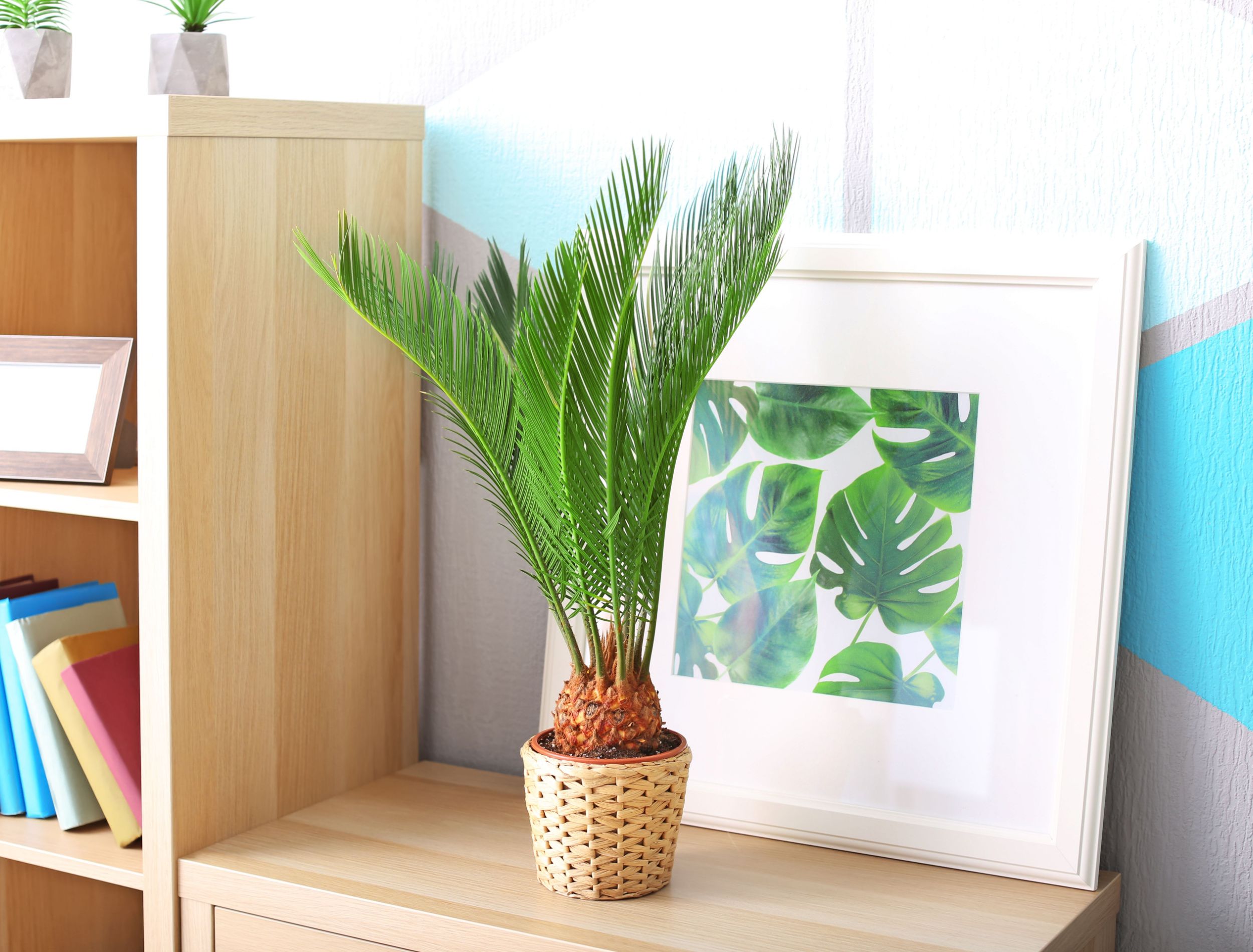 Sago Palm: Grow and Care For Your Feathery Houseplant