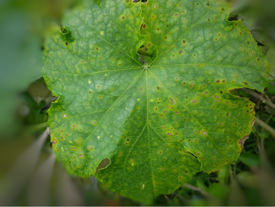 4 Common Pumpkin Diseases That Kill Your Plant