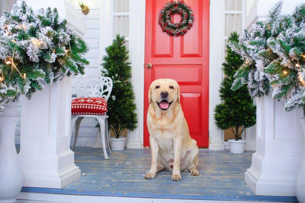 Doorway with a dog and potted trees 