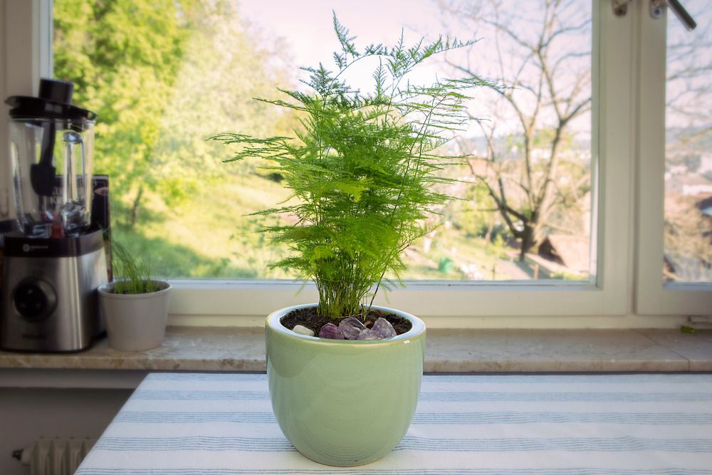 Potted asparagus fern on a table by a window