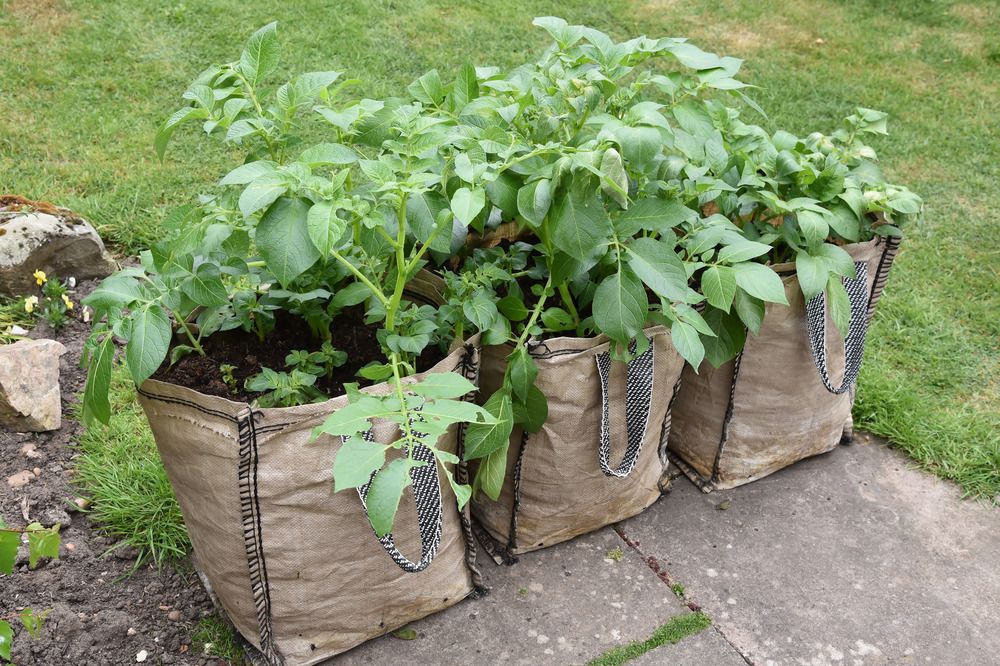 Potatoe plants in containers