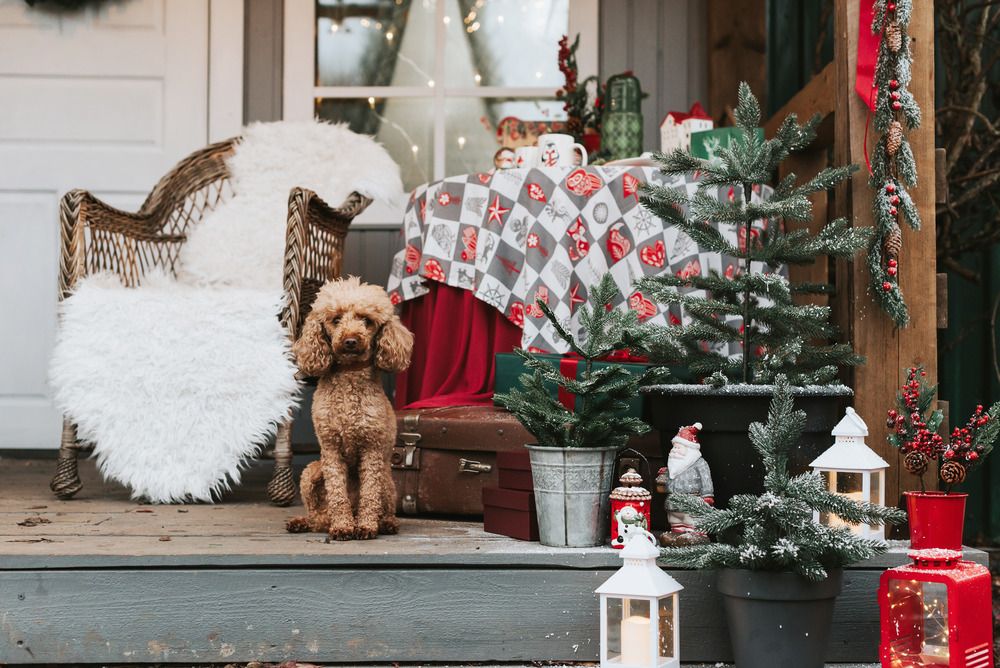 Poodle sitting on a rustic porch with decor