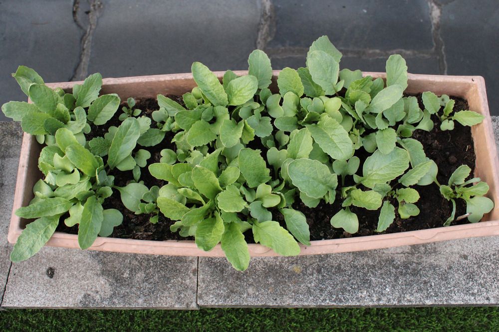 Radish plants in a rectangular container