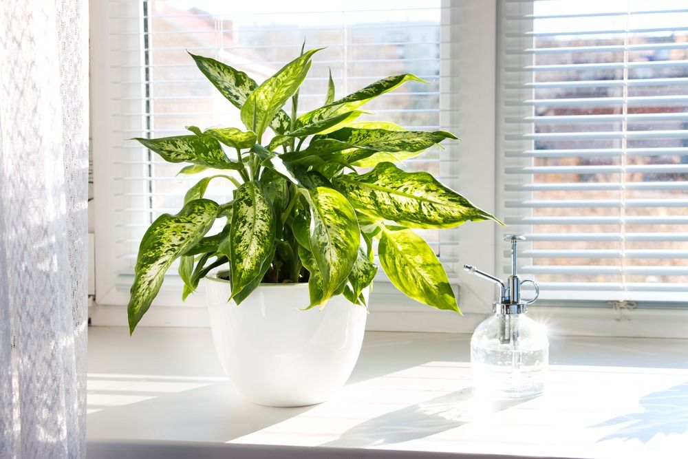 Dieffenbachia plant in a white pot on the counter