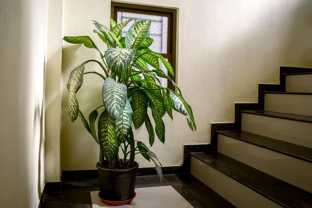 Dieffenbachia plant in a pot at the base of the stairs