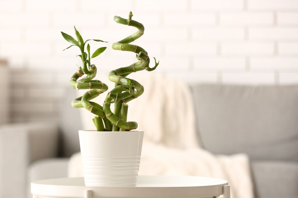 Lucky bamboo in a white pot sitting on a table