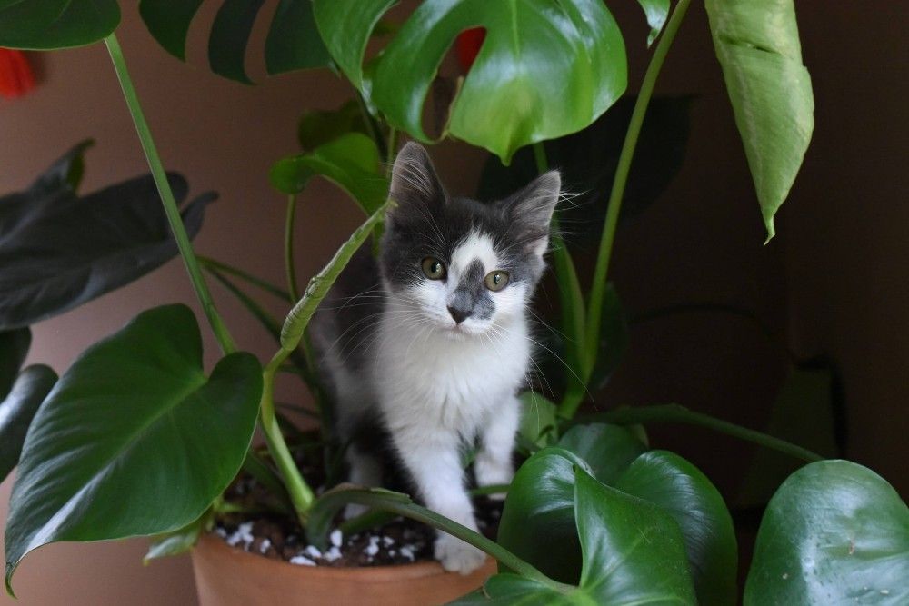 small kitten in houseplant