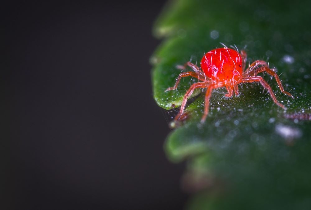 Small red spider-like bug