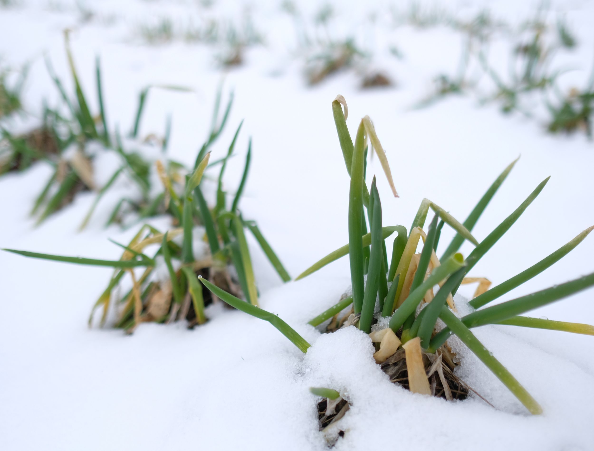 Snow and onions in a winter vegetable garden
