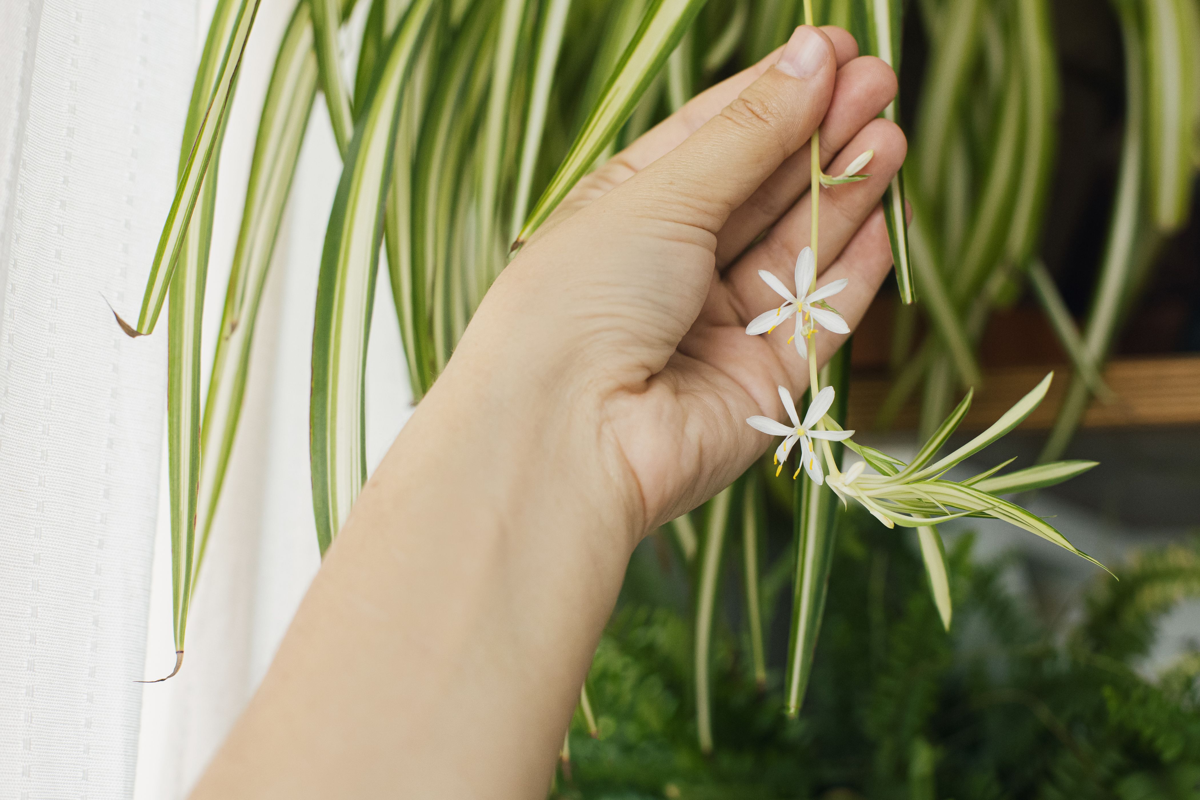Should You Cut The Spider Babies Off Your Spider Plant should-you-cut-the-spider-babies-off-your-spider-plant