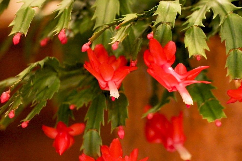 4 common problems with your thanksgiving cactus