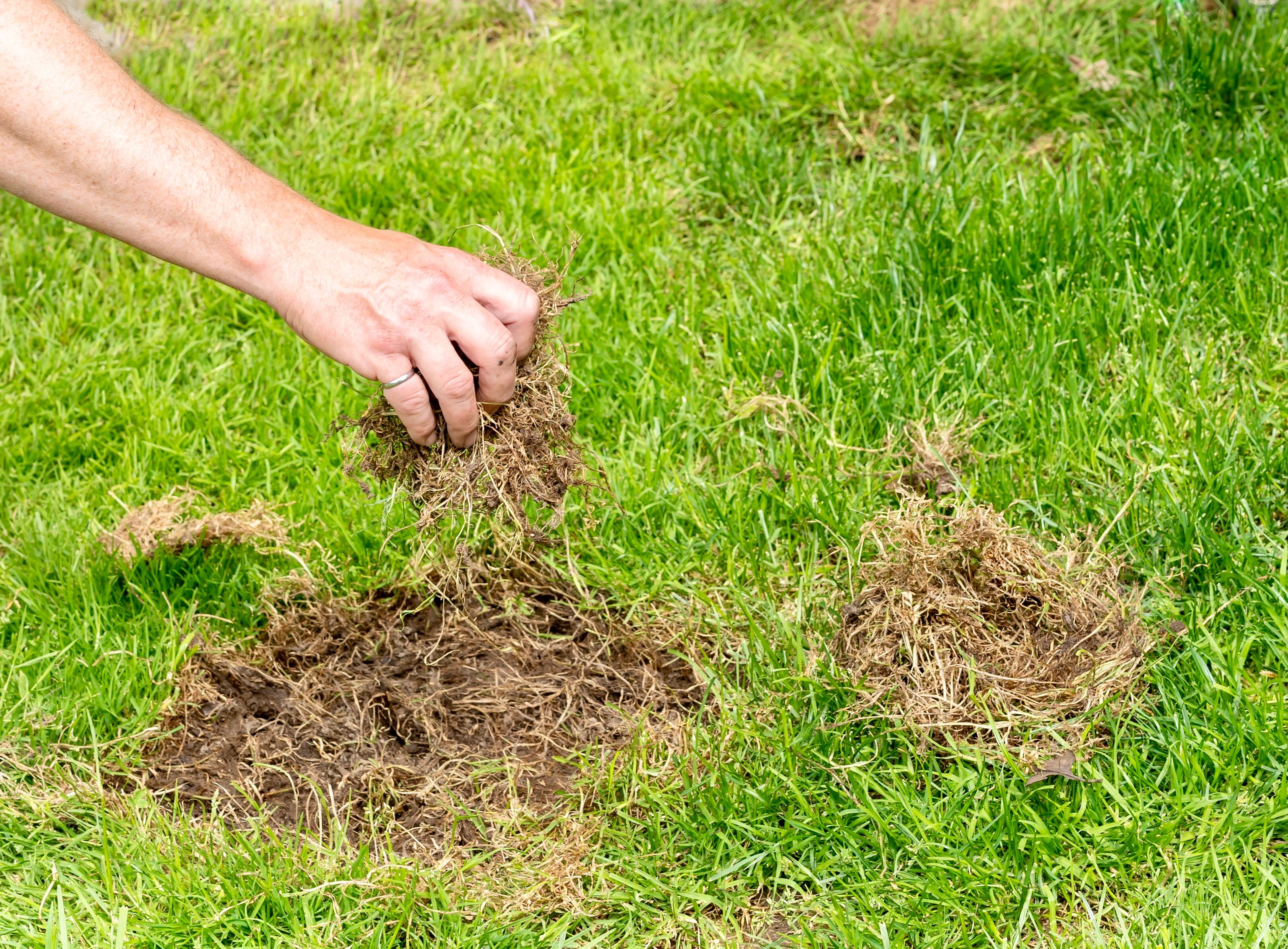 8 Reasons to Use Lime on Your Lawn
