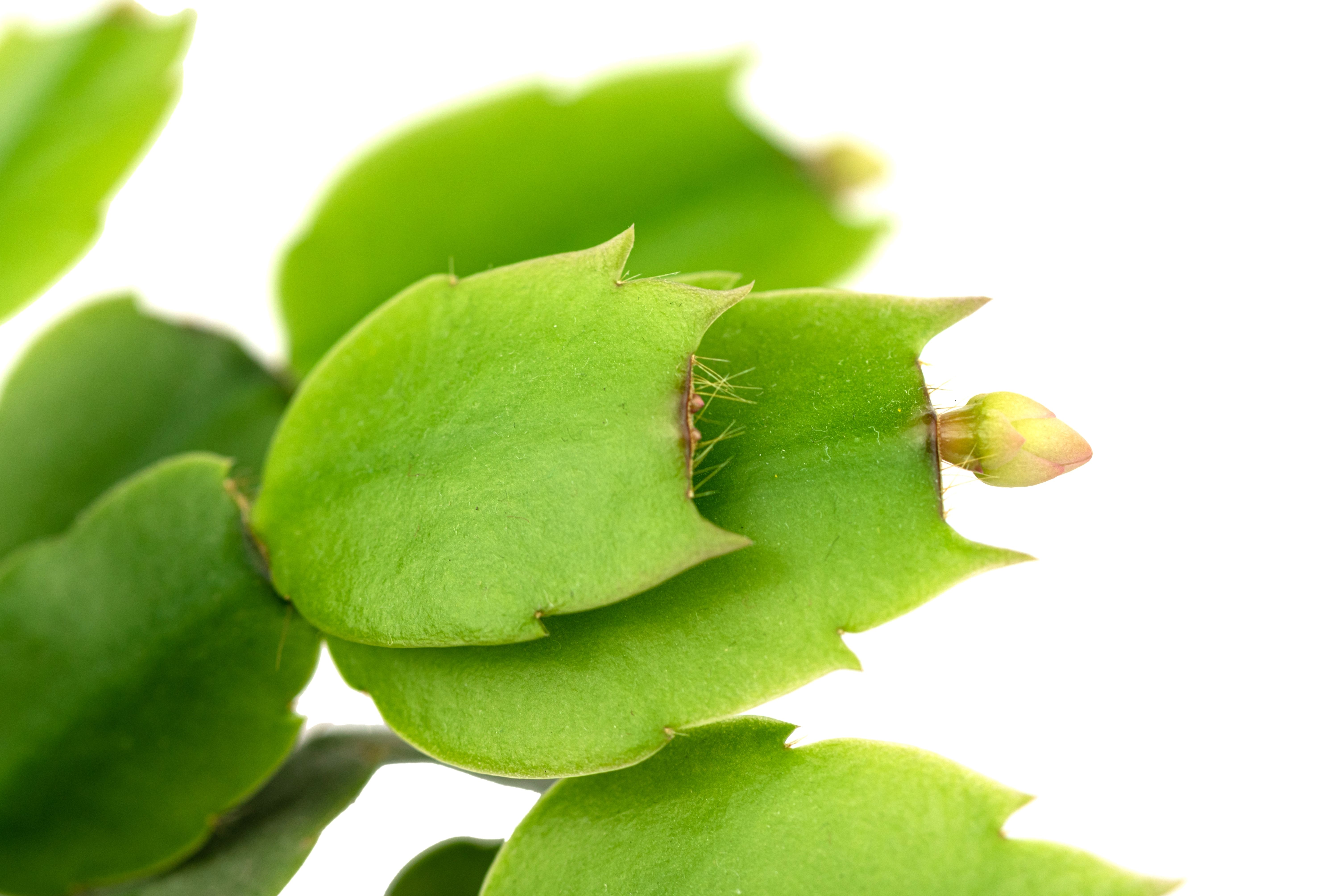 7 Reasons Your Thanksgiving Cactus Is Not Blooming