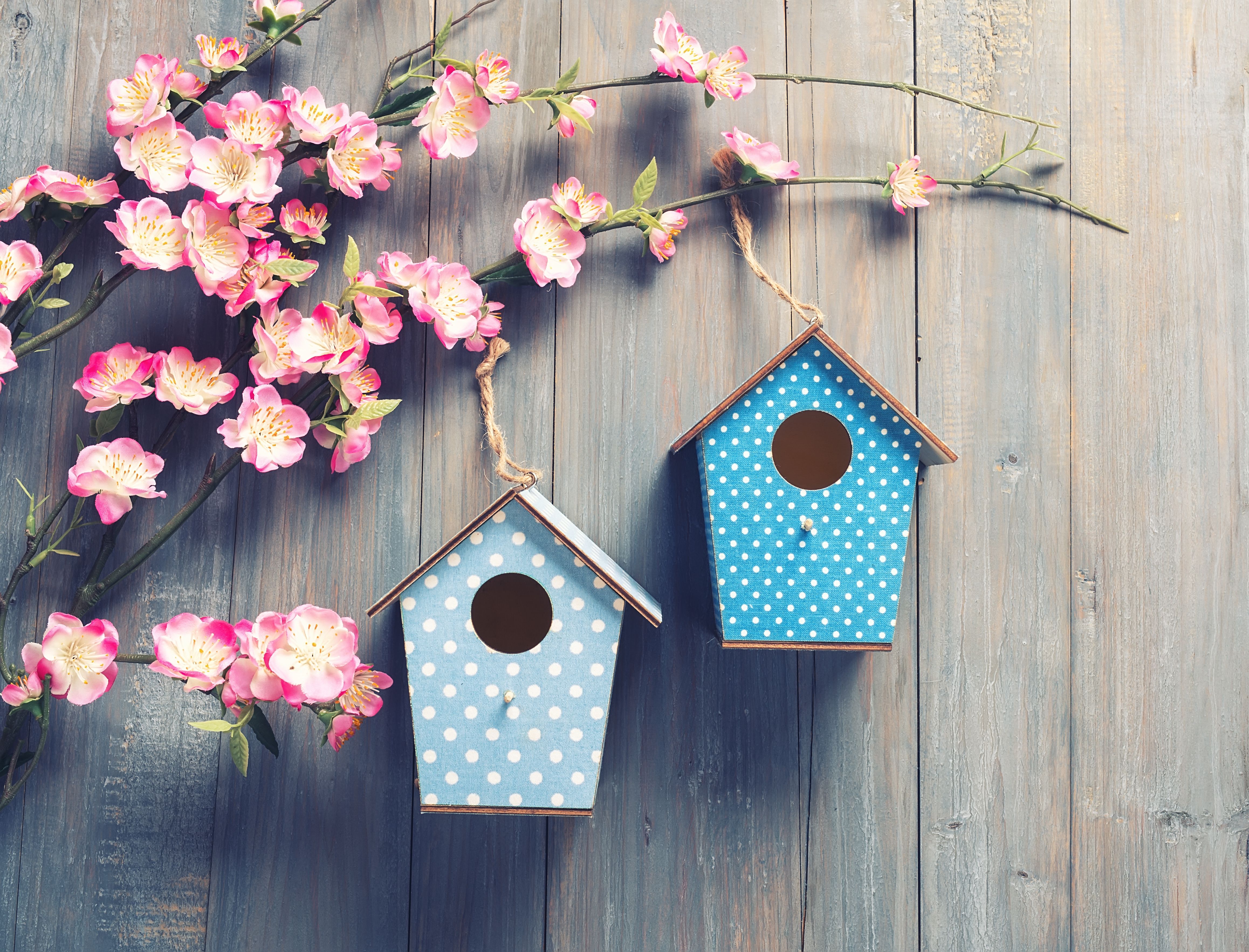 two birdhouses hang on spring tree flowers with antique rustic wood background.