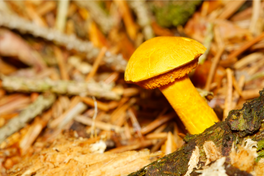 Why There Are Yellow Mushrooms Growing in Your Houseplant