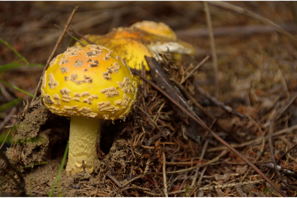 Why There Are Yellow Mushrooms Growing in Your Houseplant