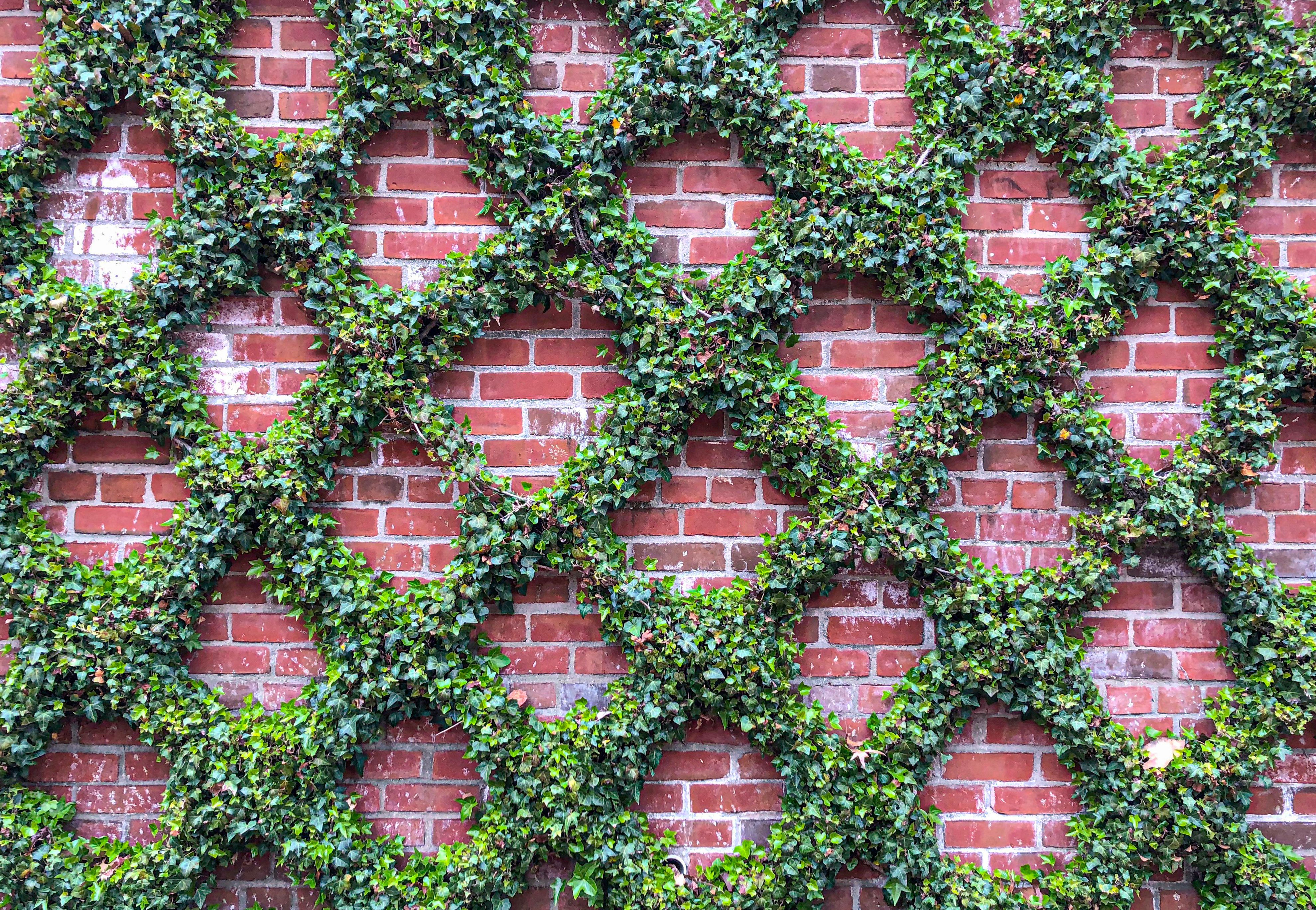 Vertical diamond lattice green climbing plant wall decoration on red brick.