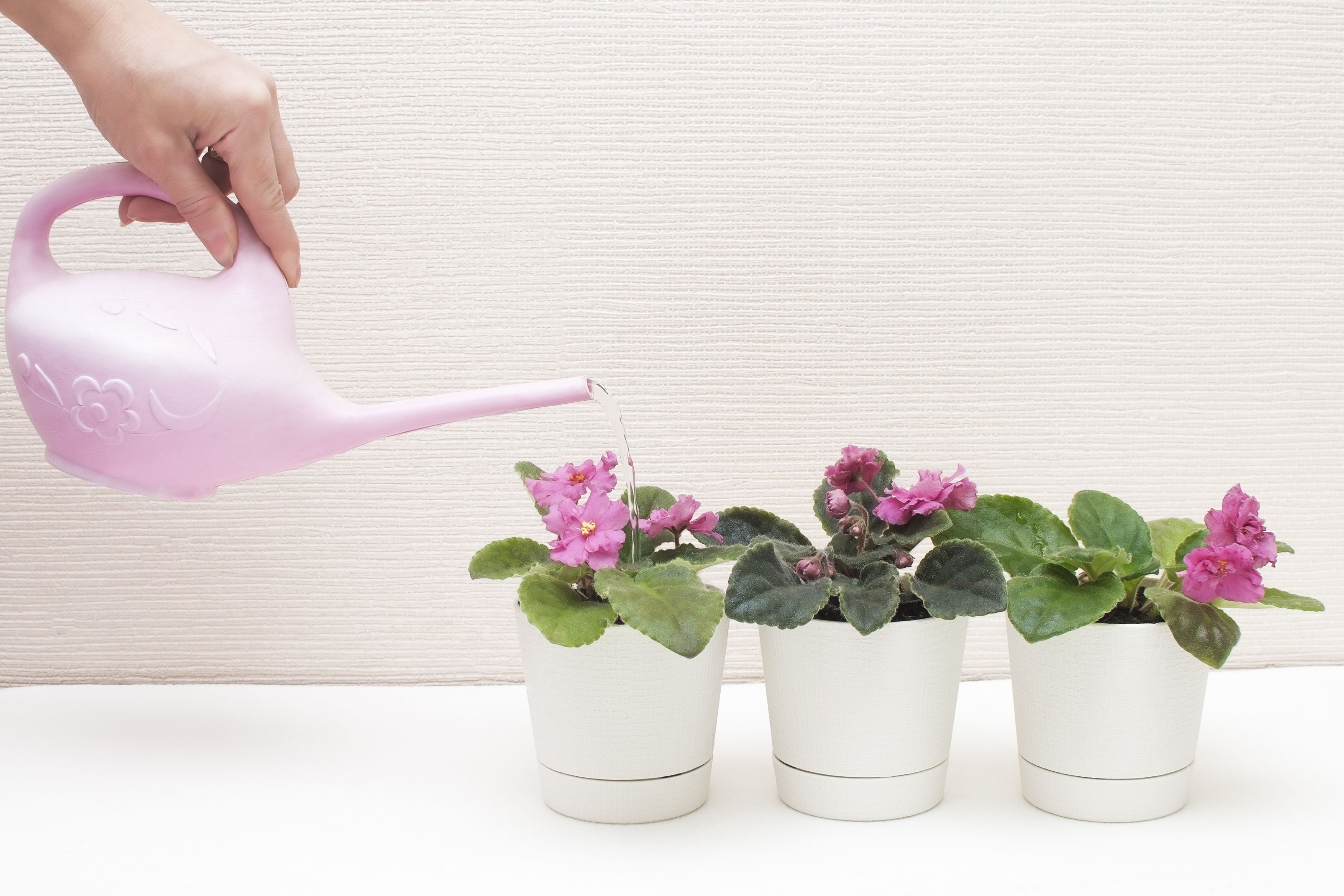 Hand holding watering can and watering three African violet plants