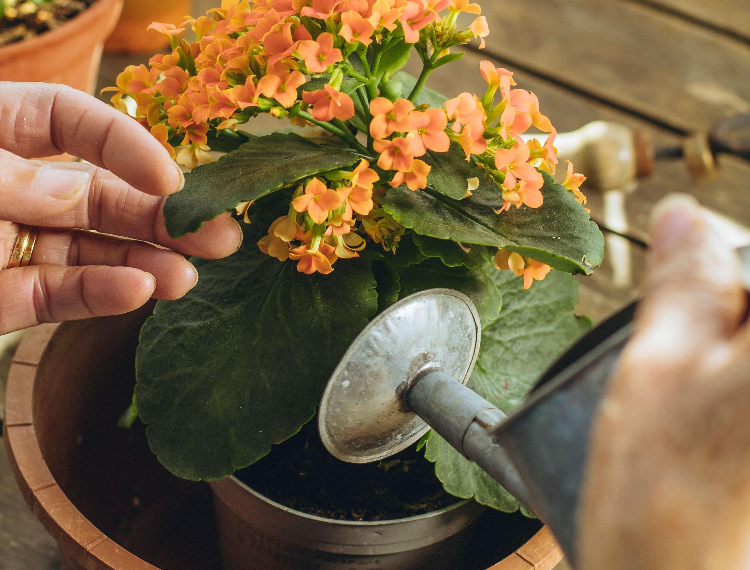 8 Reasons Your Kalanchoe Is Leggy
