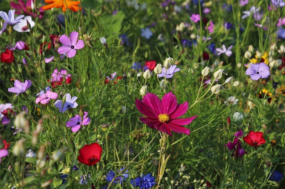 Colorful wildflowers lawn replacement
