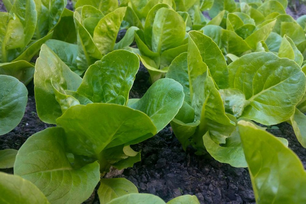 15 ColdHardy Lettuce Varieties to Grow This Winter