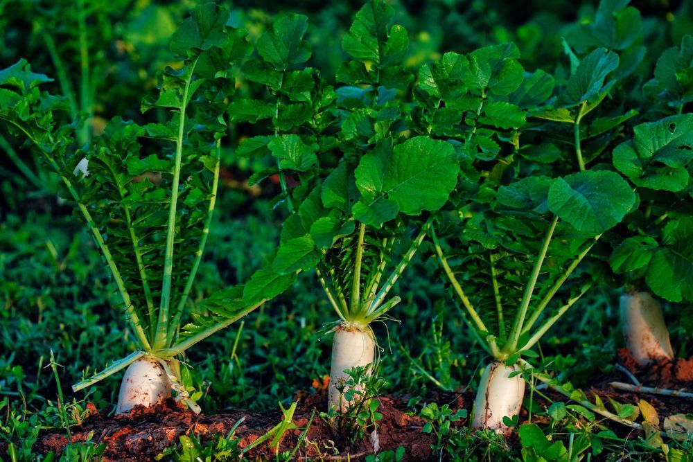 Winter radishes or daikon radishes in a garden outdoors