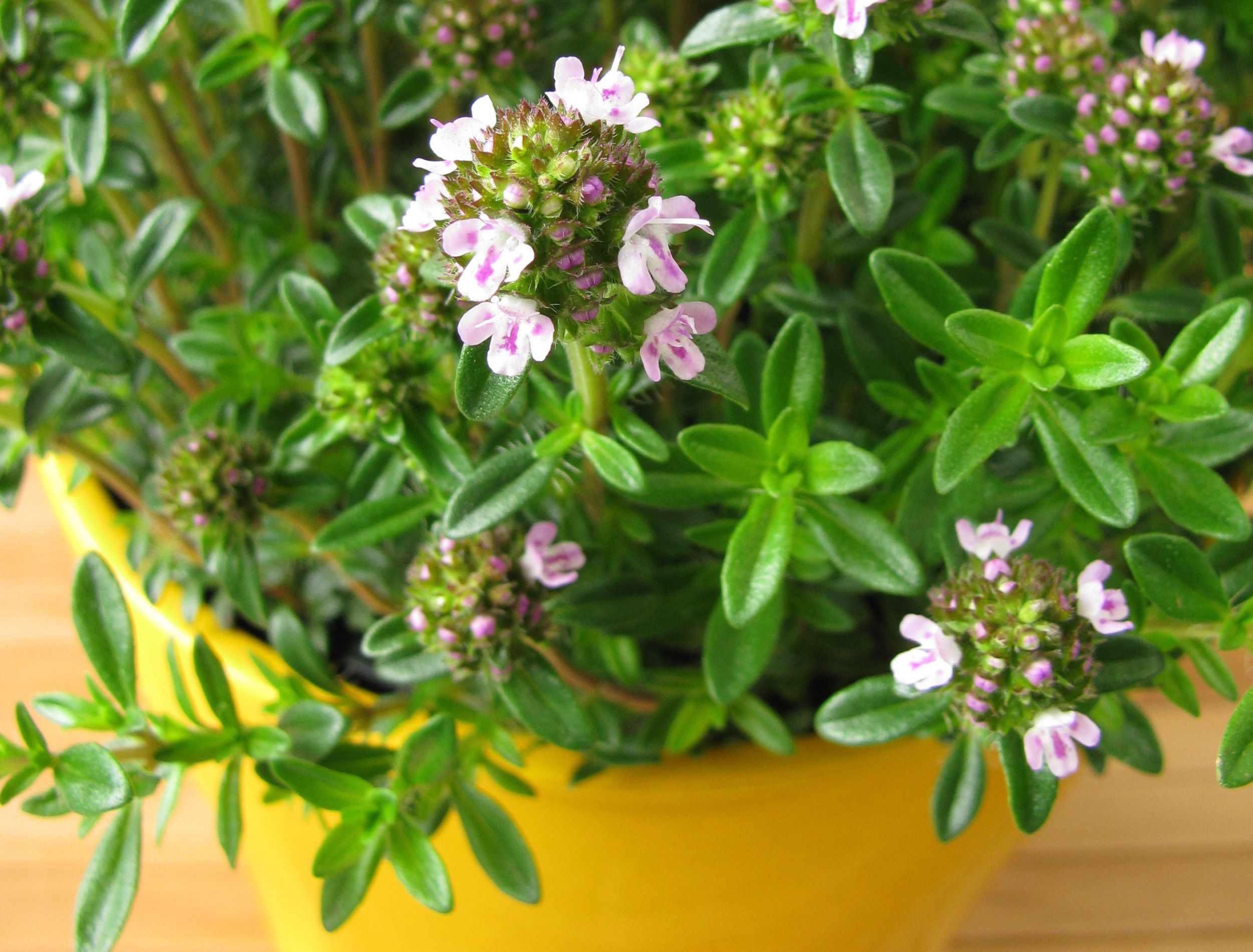 Winter savory in a pot or container for an indoor garden