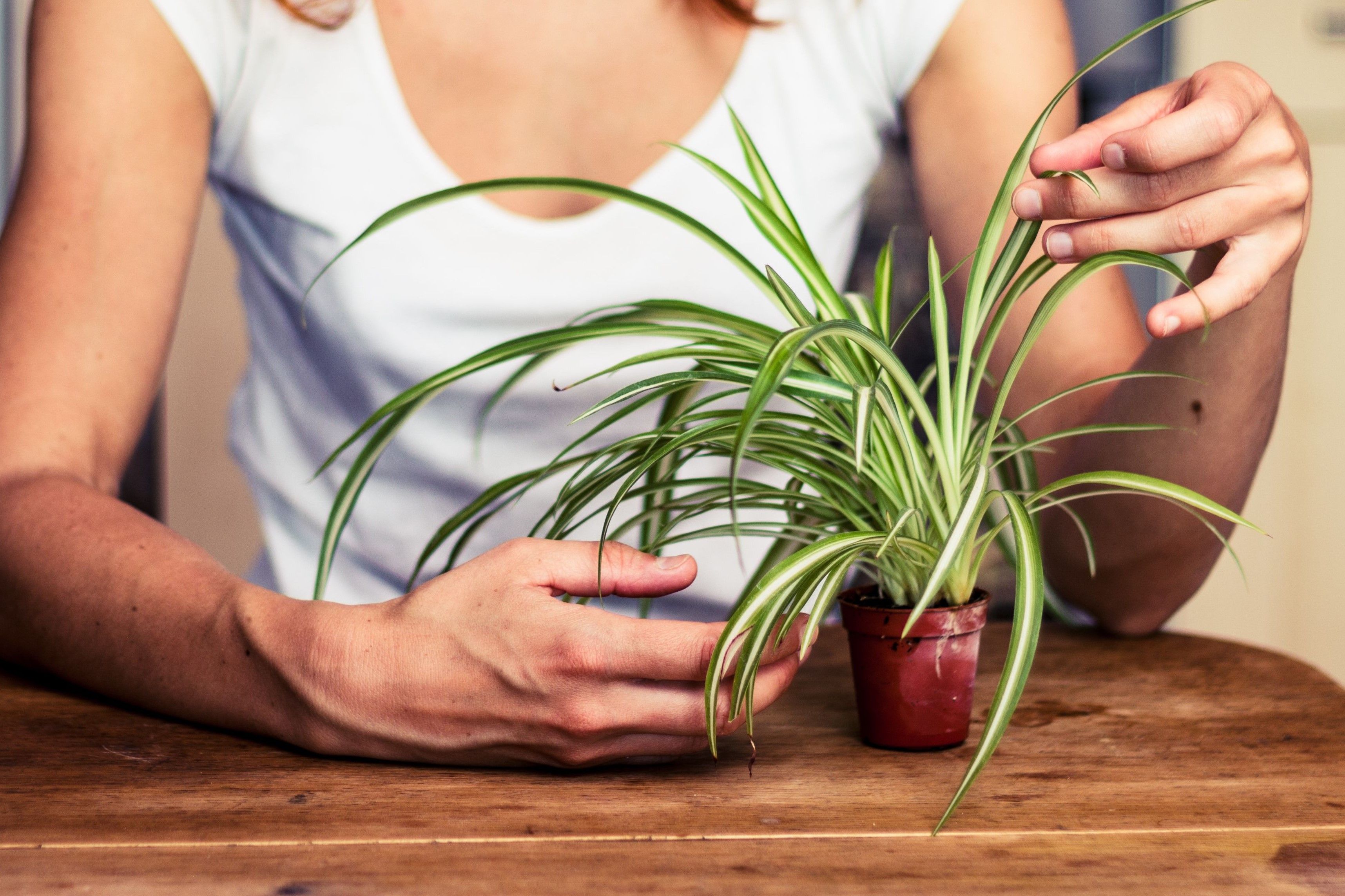 Everything You Should Know About Pruning Spider Plants