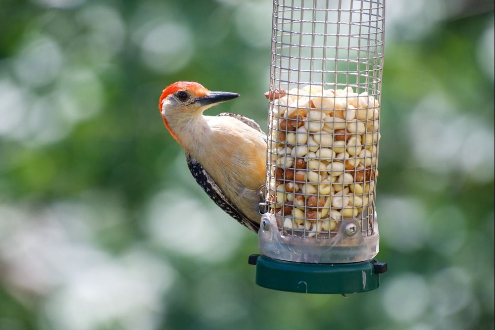 5 Tips For Attracting Woodpeckers to Your Backyard