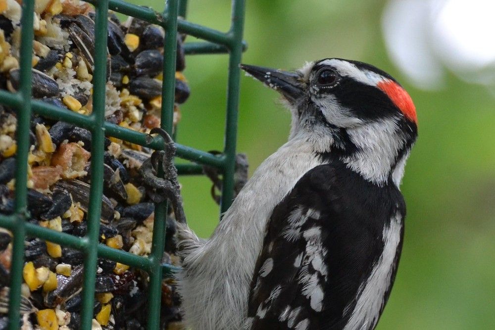 5 Tips For Attracting Woodpeckers to Your Backyard