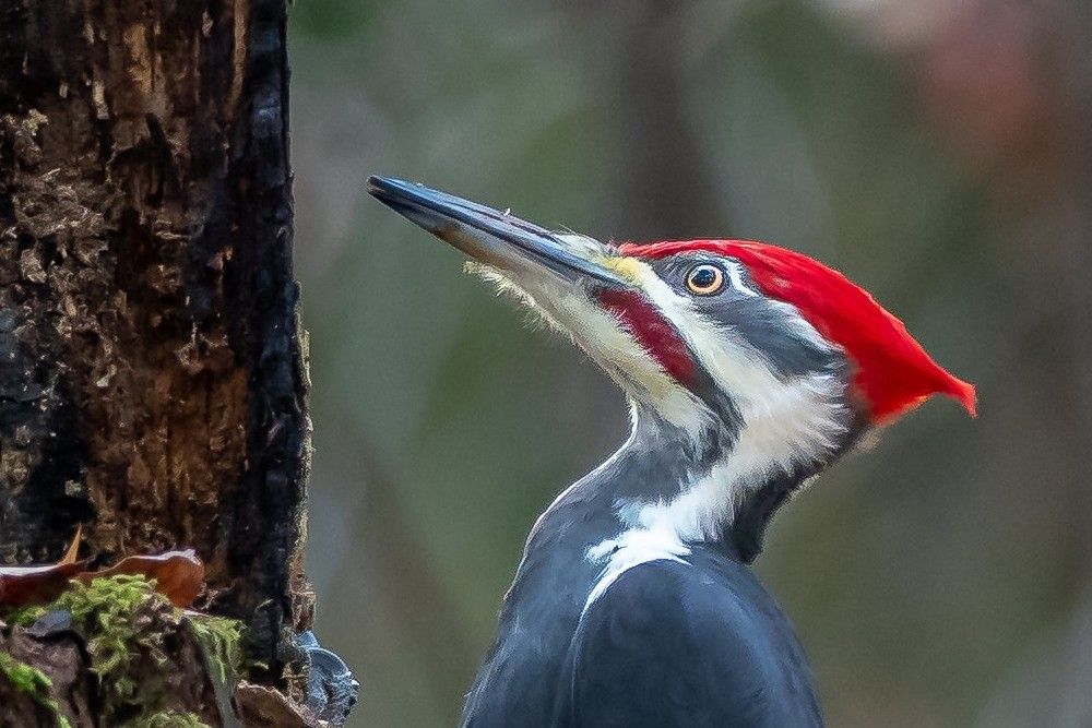 5 Tips For Attracting Woodpeckers to Your Backyard