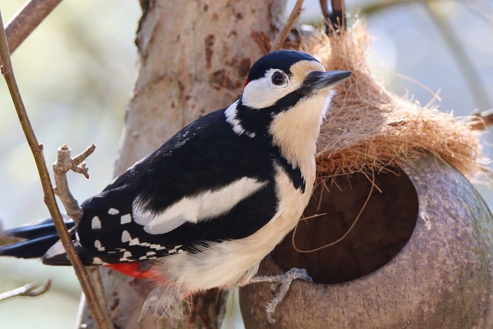 5 Tips For Attracting Woodpeckers to Your Backyard