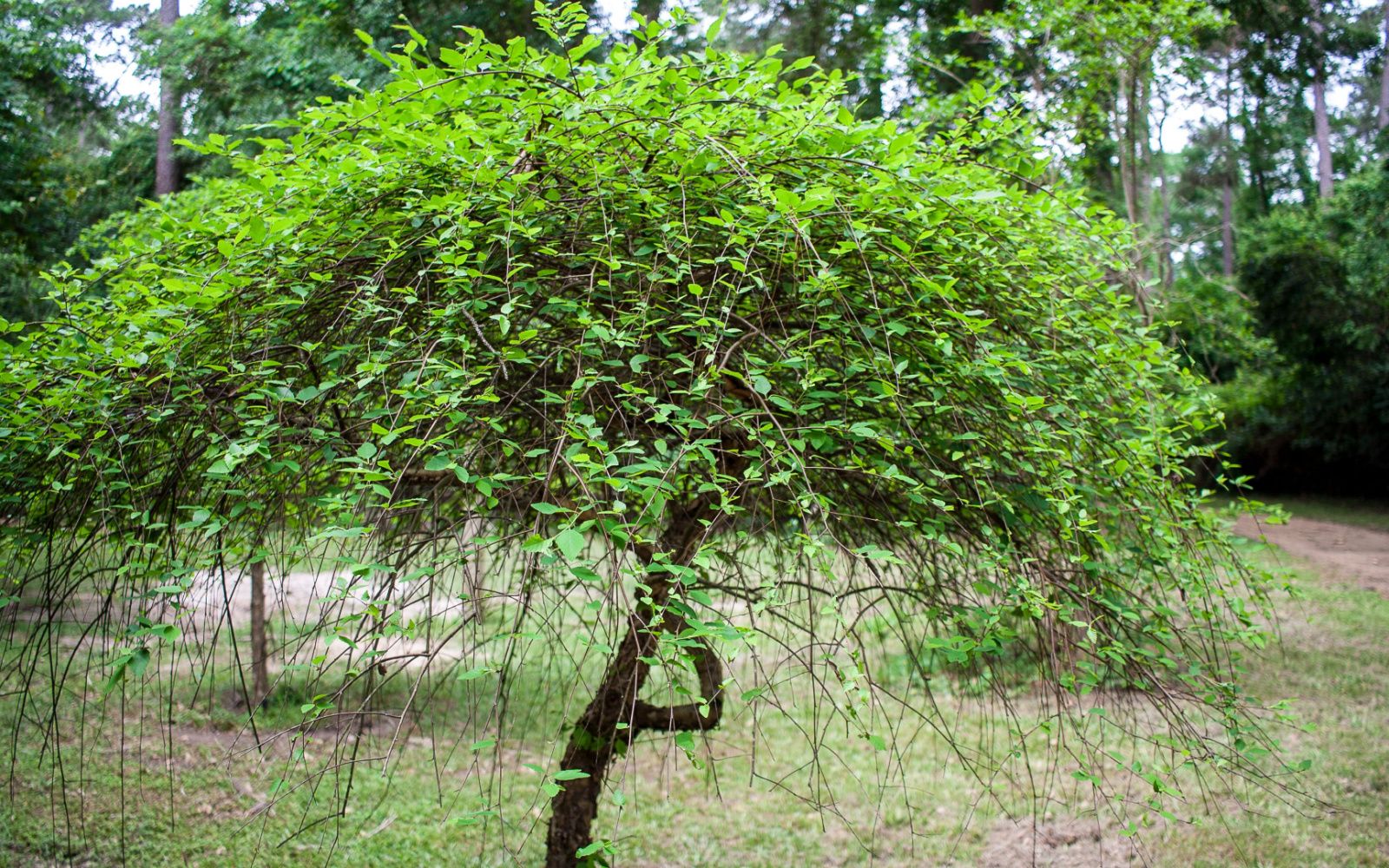 River Birch Tree Pruning Guide