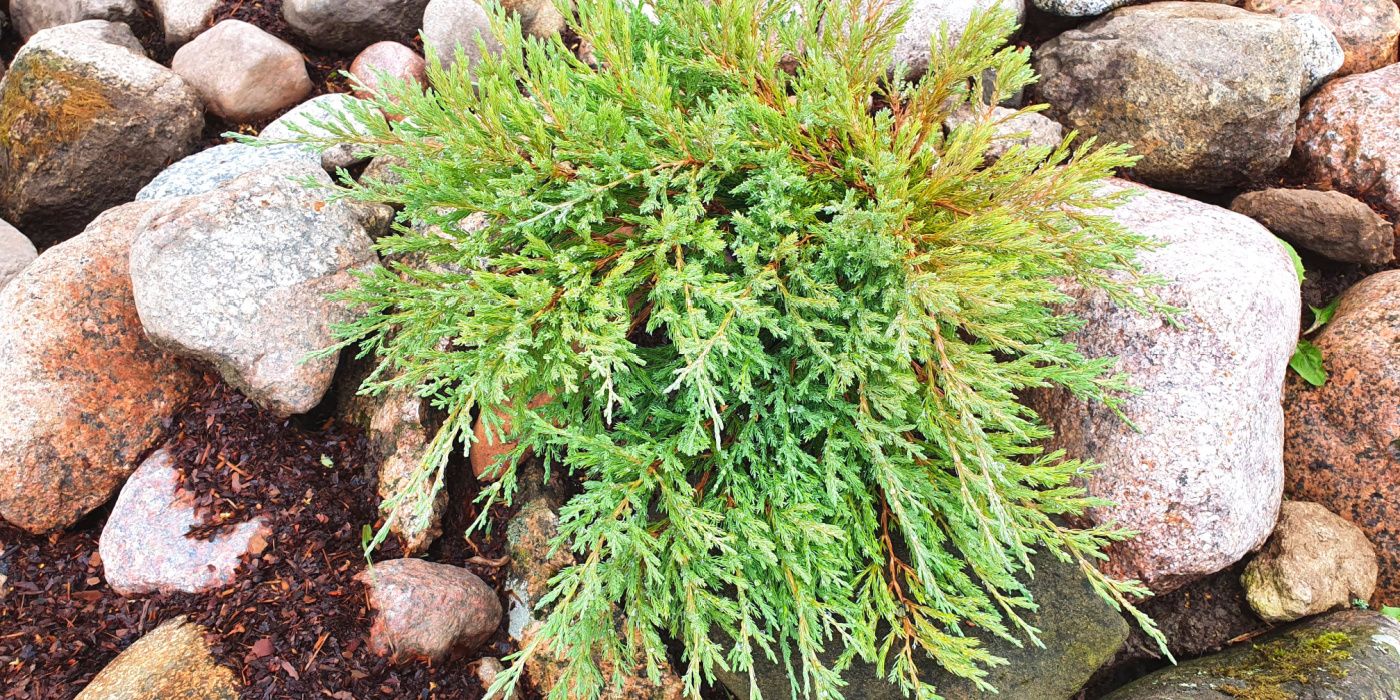 Discover 7 Captivating Creeping Juniper Varieties