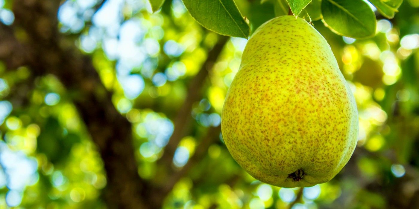 Your Guide To Growing Bartlett Pear Trees