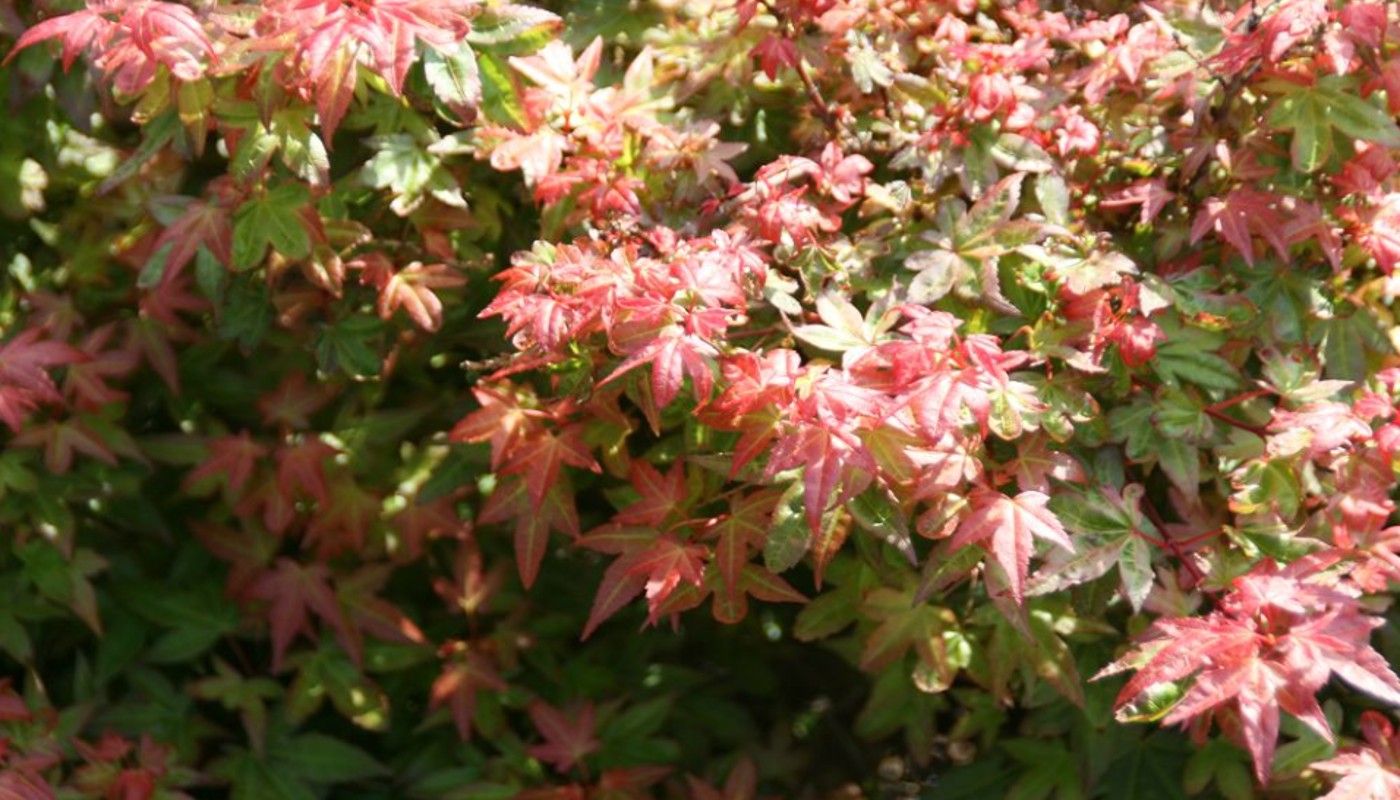 Dwarf Japanese Maple Tree Varieties to Grow in a Small Space